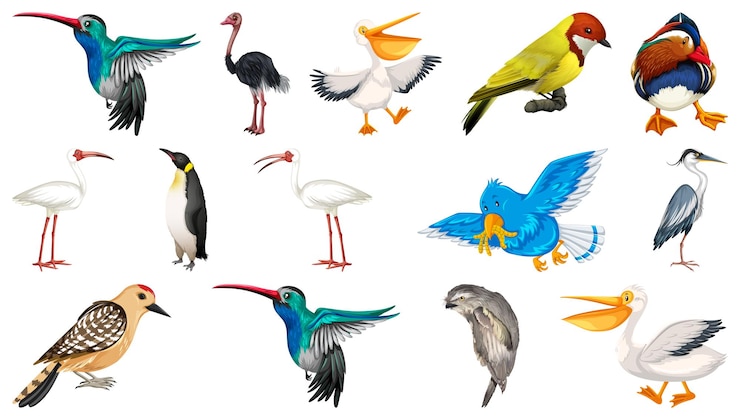 Gratis Vector verschillende soorten vogels collectie