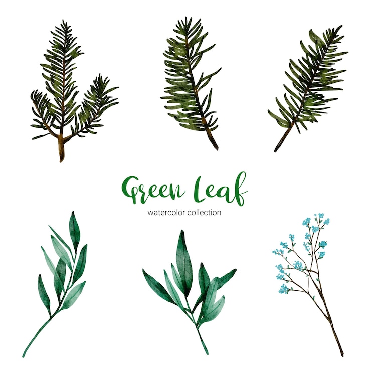 Gratis Vector verzameling van aquarel illustratie groen blad