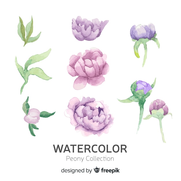 Verzameling van elegante pioenroos bloemen in aquarel stijl