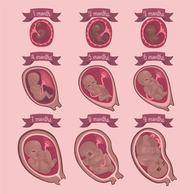 Gratis vector verzameling van foetale ontwikkelingsmomenten