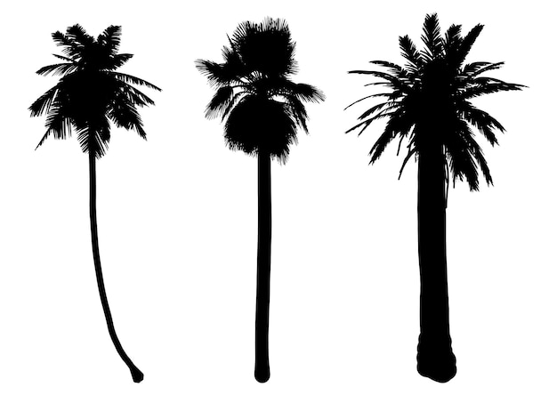 Verzameling van gedetailleerde palmboomsilhouetten