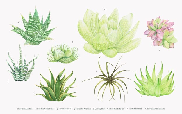 Verzameling van hand getrokken haworthia planten