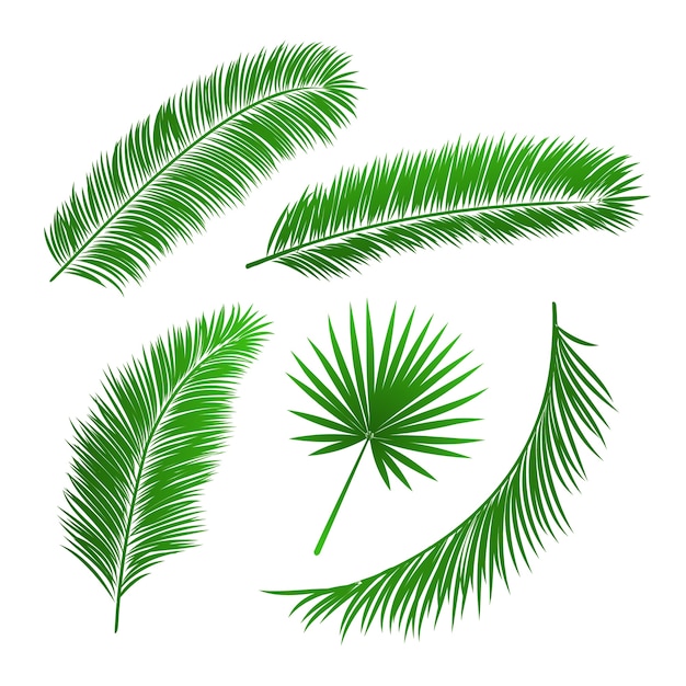 Gratis vector verzameling van palmbladeren geã¯soleerde vectorillustratie