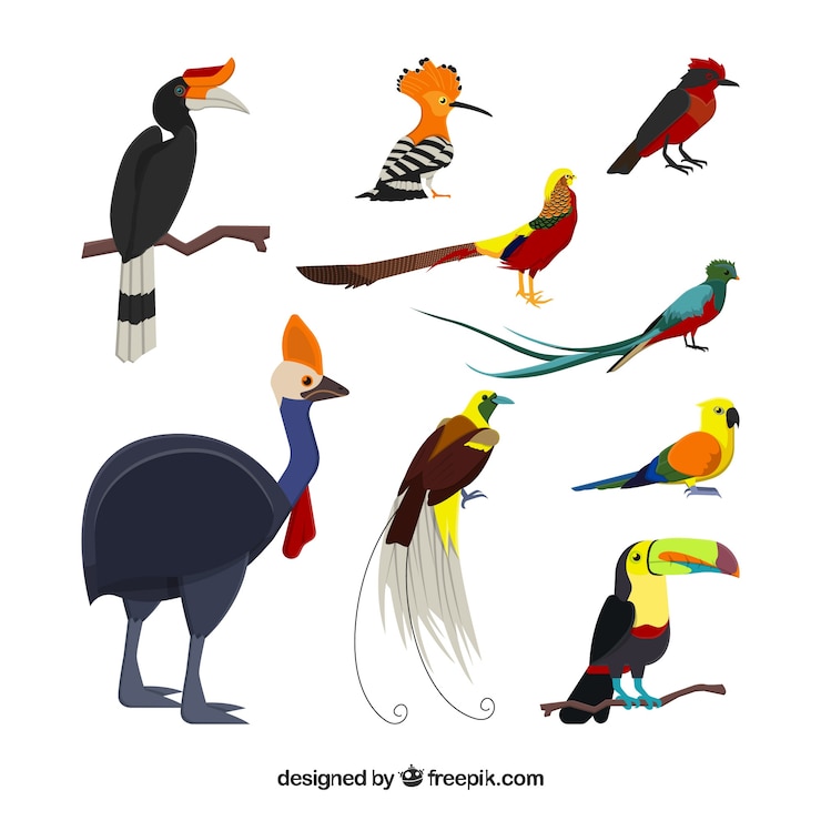 Gratis Vector verzameling van platte exotische vogels