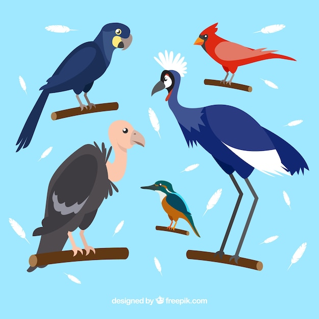 Gratis vector verzameling van platte exotische vogels