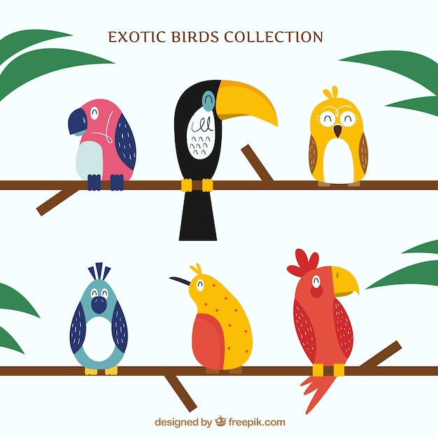 Gratis vector verzameling van platte exotische vogels