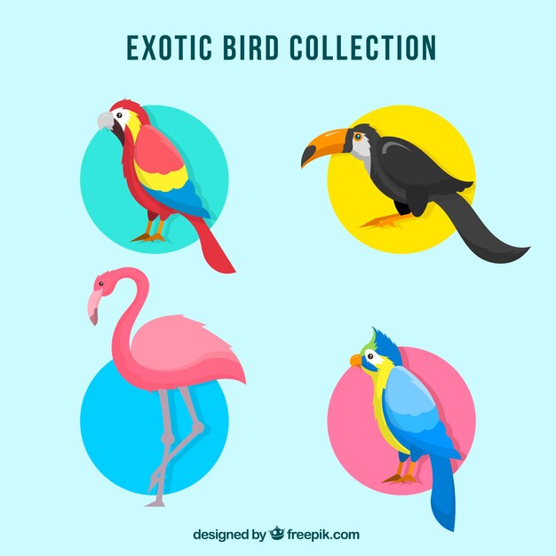 Verzameling van platte exotische vogels