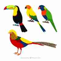 Gratis vector verzameling van platte exotische vogels