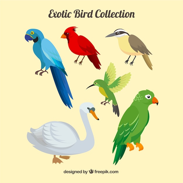 Gratis vector verzameling van platte exotische vogels