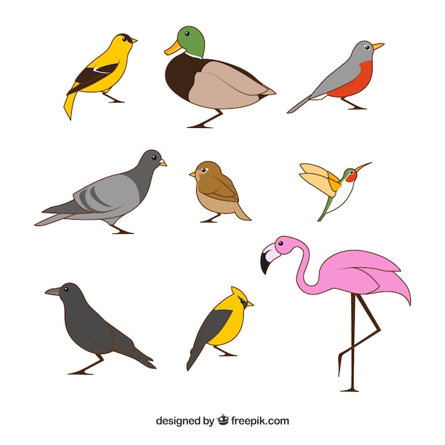 Verzameling van platte vogels