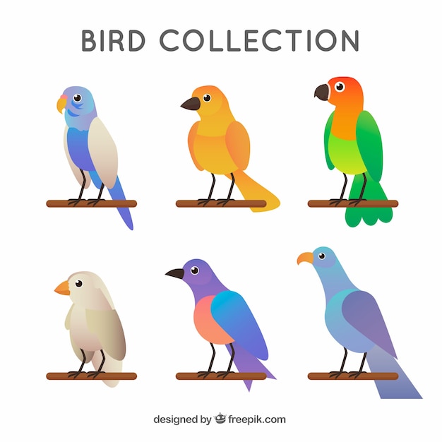 Gratis vector verzameling van platte vogels