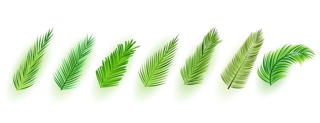 Verzameling van realistische groene bladeren ornament ontwerp vectorillustratie