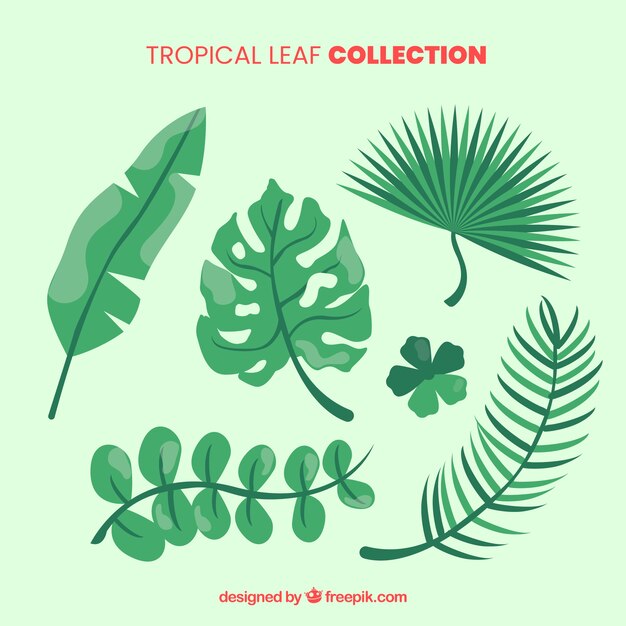 Verzameling van tropische bladeren