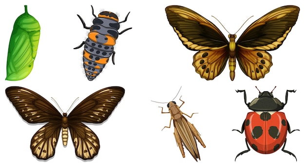 Gratis vector verzameling van verschillende insecten vector