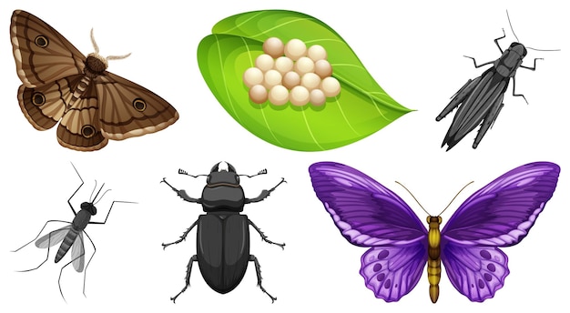 Gratis vector verzameling van verschillende insecten vector