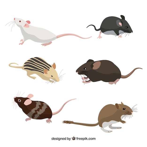 Gratis vector verzameling van zes muizen rassen