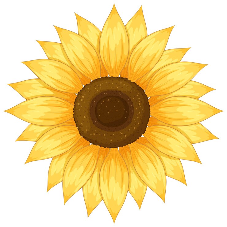 Gratis Vector vibrante zonnebloemvectorillustratie met gedetailleerde bloemblaadjes