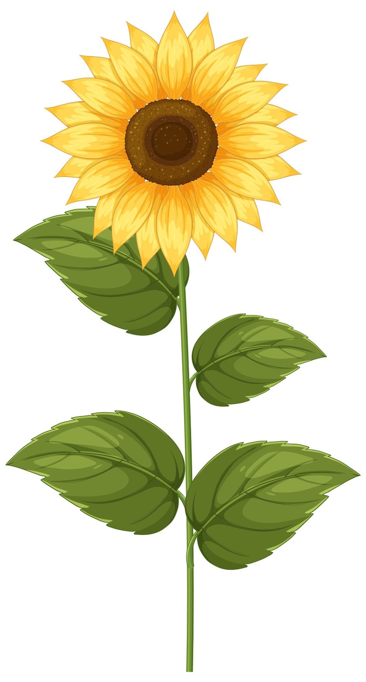 Gratis Vector vibrante zonnebloemvectorillustratie met groene bladeren