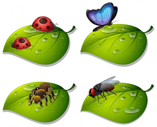 Vier soorten insecten op groene bladeren