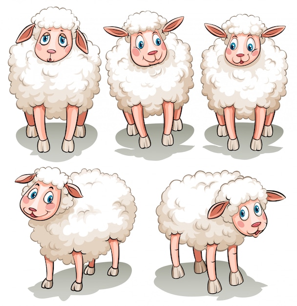 Gratis vector vijf witte schapen