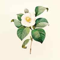 Gratis vector vintage bloem illustratie