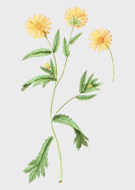 Gratis vector vintage bloem illustratie