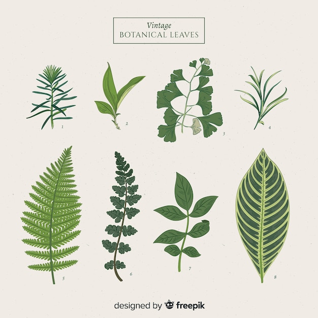 Gratis vector vintage botanische bladcollectie