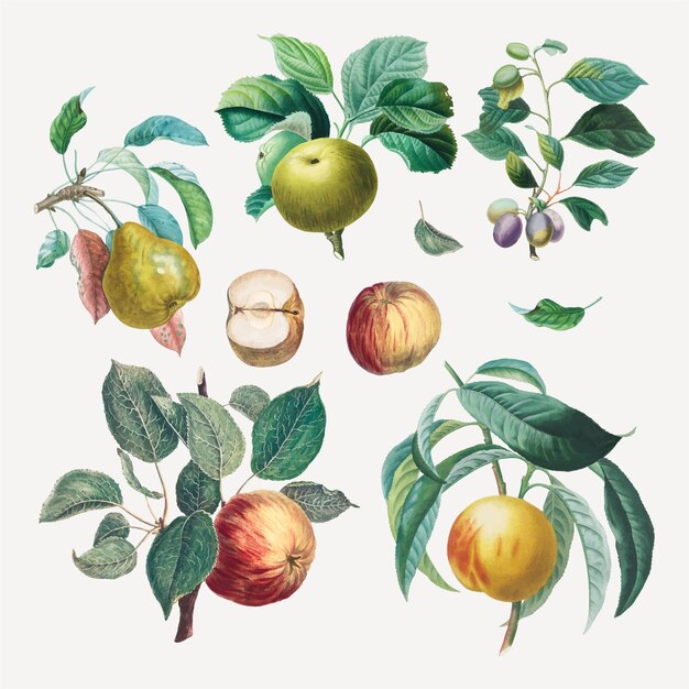 Vintage fruit vector art print set, geremixt van kunstwerken van Henri-Louis Duhamel du Monceau