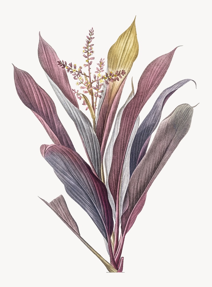 Gratis Vector vintage illustratie van cordyline fruticosa