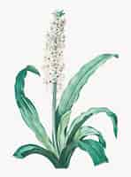 Gratis vector vintage illustratie van eucomis punctata