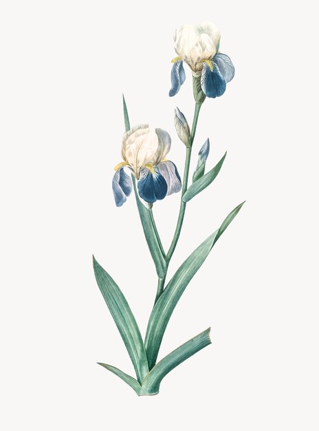 Vintage illustratie van ouderling geurende iris