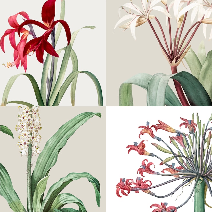 Gratis Vector vintage illustratie van set van lelie