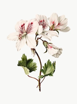 Vintage illustratie van tak van azalea's in bloei