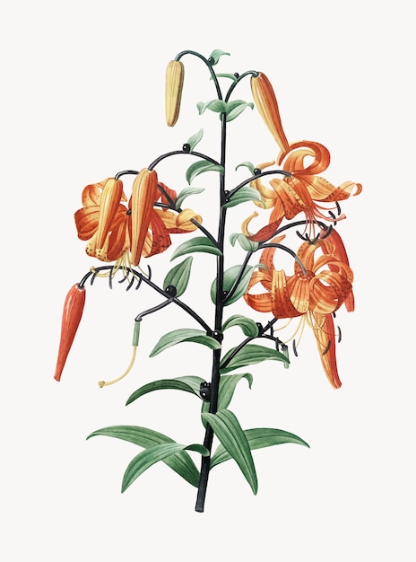 Gratis vector vintage illustratie van tiger lily