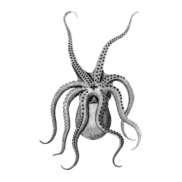 Gratis vector vintage illustraties van acht bewapende inktvissen