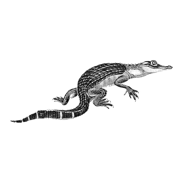 Vintage illustraties van alligator