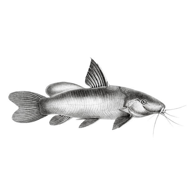 Vintage illustraties van Black Spotted Catfish