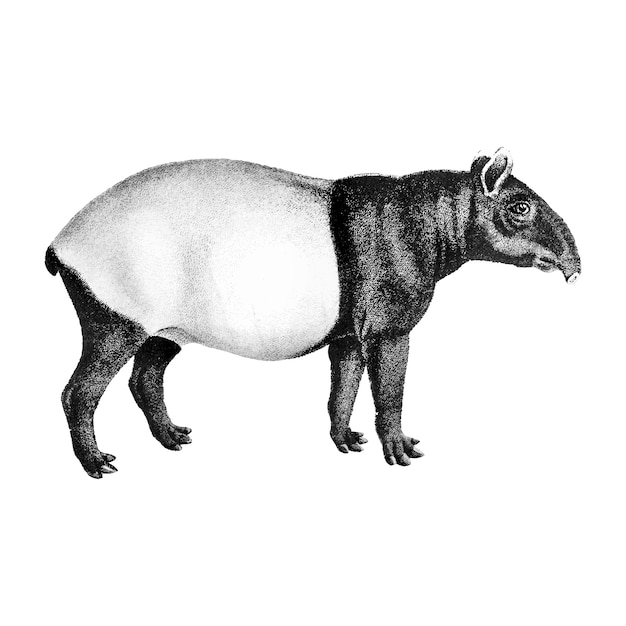 Vintage illustraties van de Maleise tapir