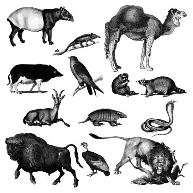 Vintage illustraties van dieren