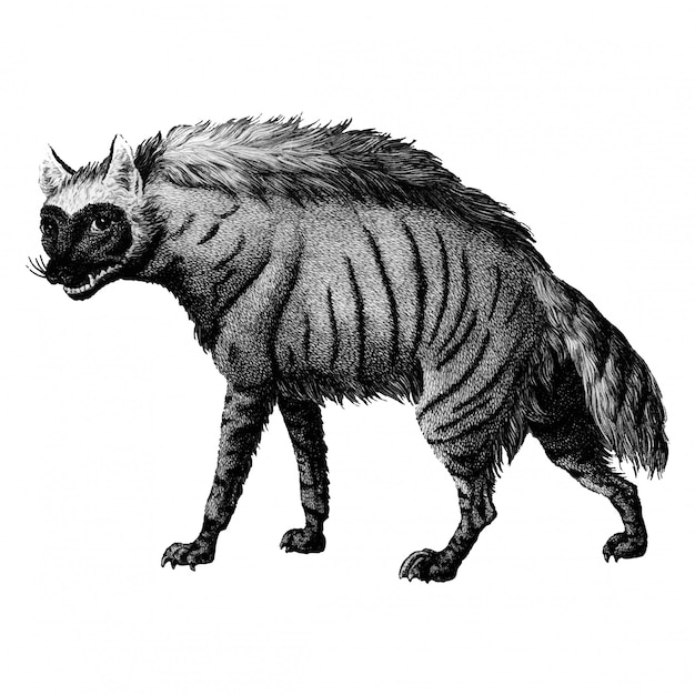 Vintage illustraties van gestreepte hyena