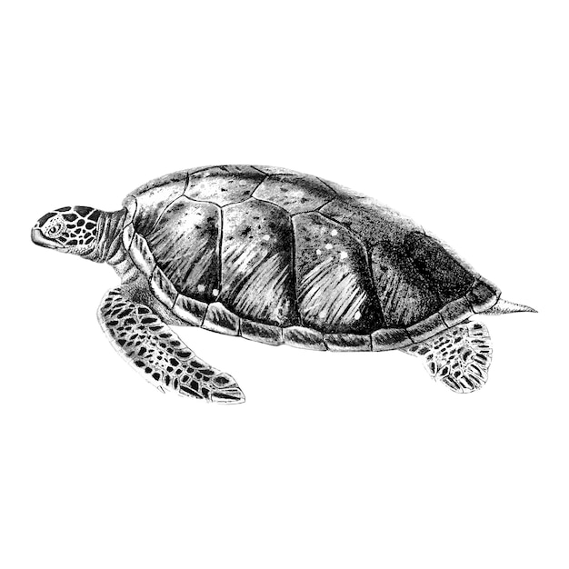 Gratis vector vintage illustraties van groene zeeschildpad