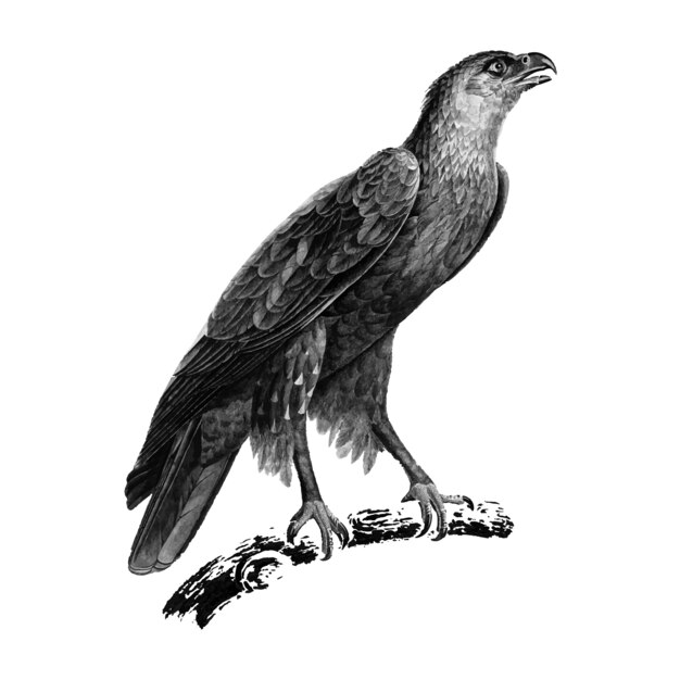 Vintage illustraties van grotere gevlekte adelaar