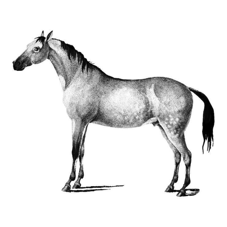 Gratis Vector vintage illustraties van paard