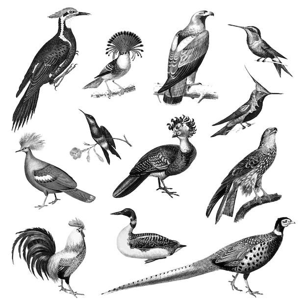Gratis vector vintage illustraties van vogels