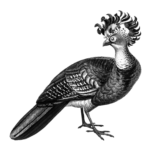 Vintage illustraties van vrouwelijke grote curassow