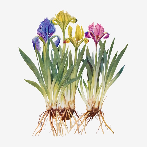 Vintage iris bloem illustratie