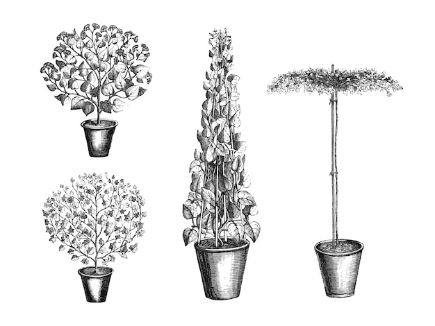 Vintage planten en bladeren illustratie