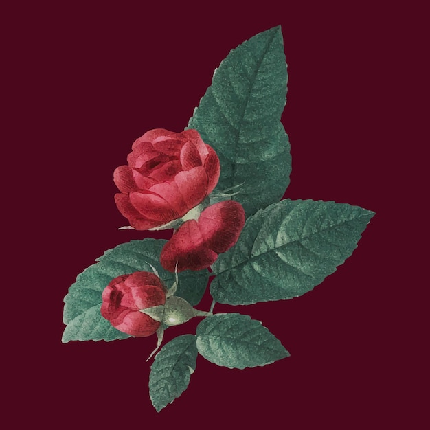 Gratis vector vintage rode franse roos boeket hand getekende illustratie
