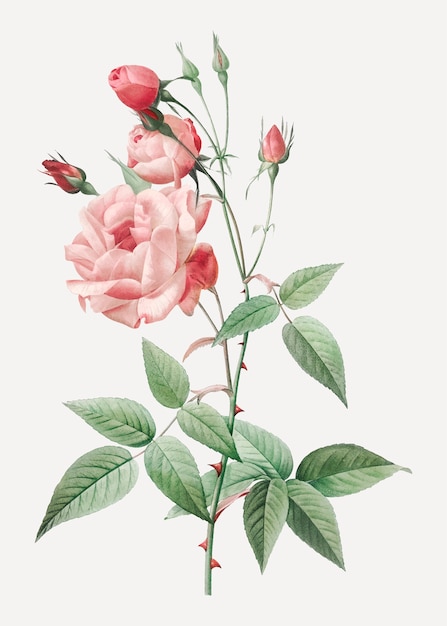 Vintage roze roos tekening
