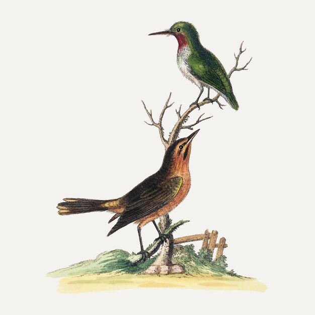 Vintage vogelsticker, dierenillustratievector, geremixt van de kunstwerken van George Edwards